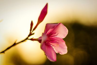 Close-up of pink flower blooming against sky during sunset