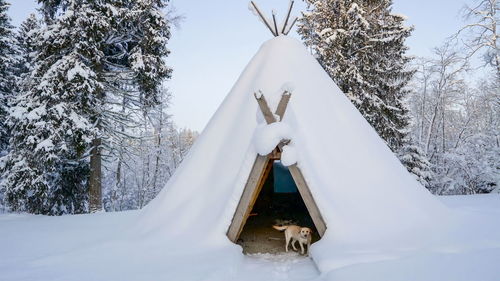 View of dog on snow covered land