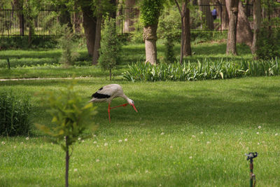 Bird in a field