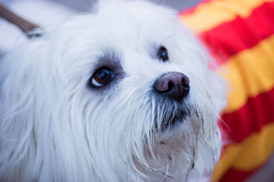 Close-up portrait of white dog