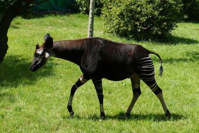 Side view of horse grazing on field