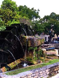 View of trees by the river