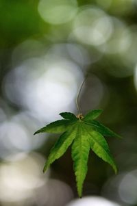 Close-up of plant