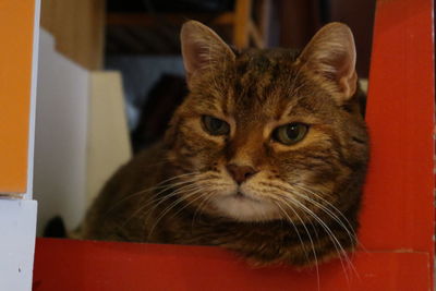 Close-up portrait of a cat