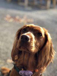 Close-up of dog looking away