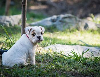 Dog looking away on field