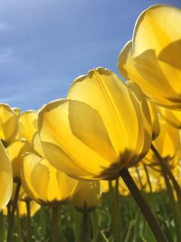 Close-up of yellow flowering plants against sky