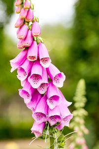 Close-up of pink flowering plant