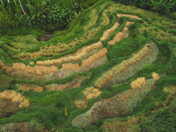 High angle view of rice field