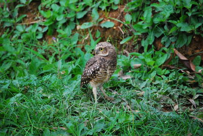 Owl on grass