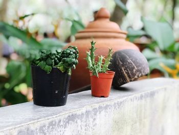 Close-up of potted plant on table