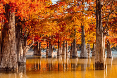 Trees in lake during autumn