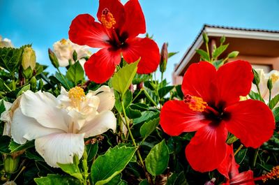 Close-up of red flowers