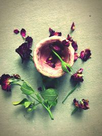 Close-up of pink flowers