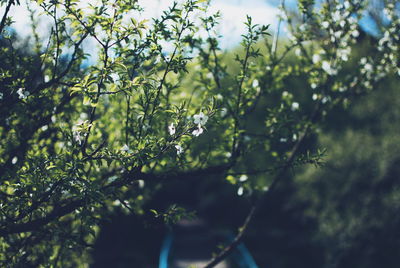 Tree branches against blurred background