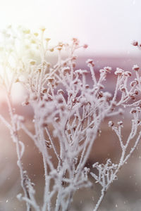 Close-up of frozen plant