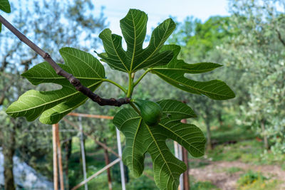 Close-up of green leaves