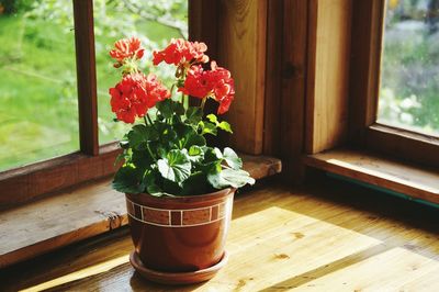Close-up of potted plant on window sill