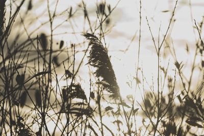 Close-up of crops on field against sky