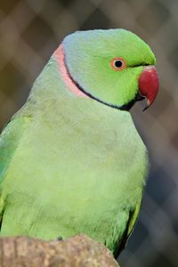 Close-up of parrot perching