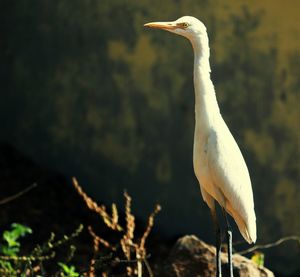 Close-up of white heron perching on plant