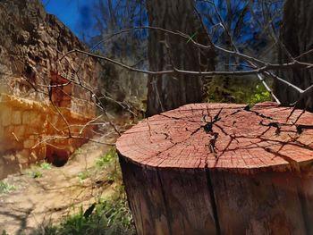 Bare tree on wooden wall