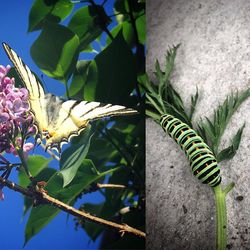 Close-up of butterfly perching on flower