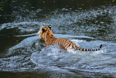 Tiger in a lake