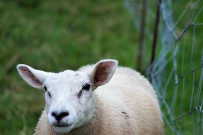 Close-up portrait of a sheep