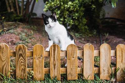 Portrait of cat sitting on wood