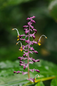 Close-up of purple flowering plant