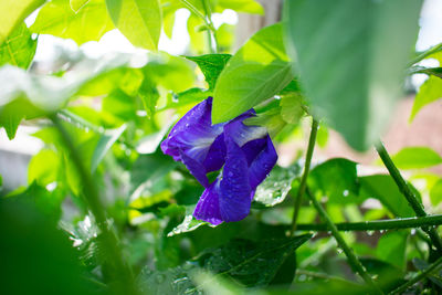 Close-up of wet purple flowering plant