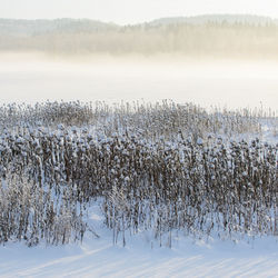 Frosty and snow covered reeds