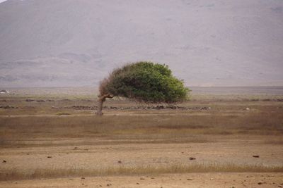 Tree on landscape