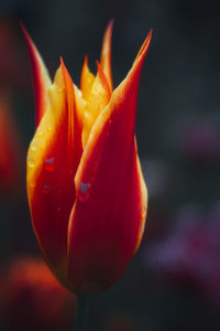 red