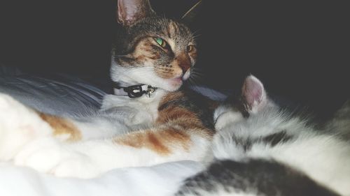 Close-up portrait of cat relaxing