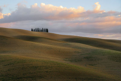 Val d'orcia, tuscany, the famous cypress grove which has become a symbol of classical tuscany