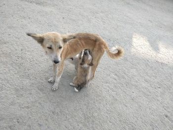 High angle view of dogs on land