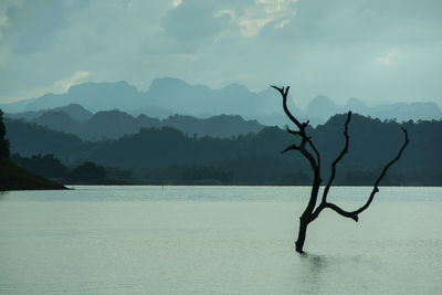 Bare tree by sea against sky