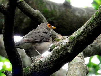 Close-up of bird perching on tree