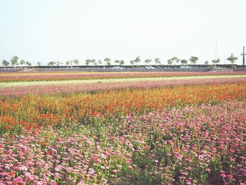 Scenic view of field against clear sky