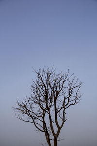 Low angle view of bare tree against clear blue sky