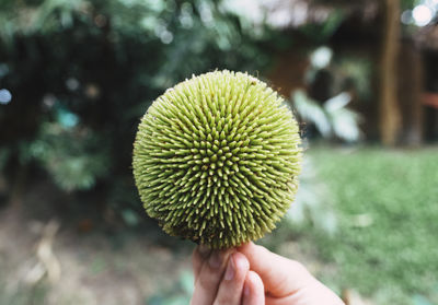 Cropped image of hand holding green spiked plant pod on field