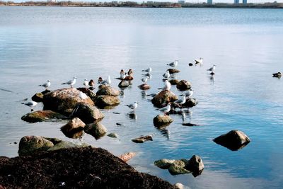 High angle view of ducks swimming on lake