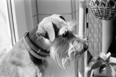 Close-up of dog at home