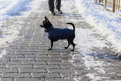 Low section of dog running on footpath