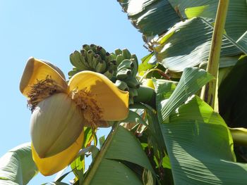Close-up of yellow flowering plant against sky