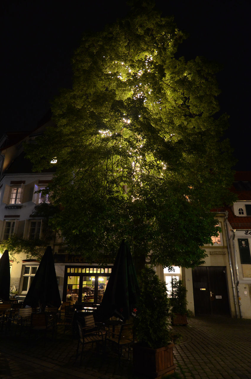 ILLUMINATED TREE AT NIGHT