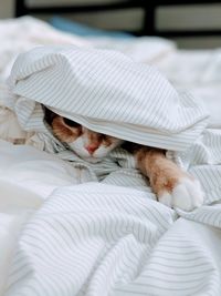 Cat relaxing in duvet on bed
