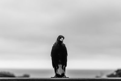 Bird perching on a rock